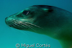 Seal Portrait by Miguel Cortés 